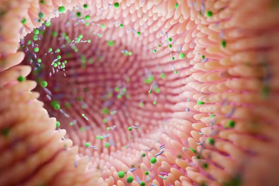 gut microbiome up close